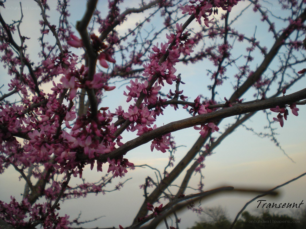 Pink blossoms on tree branches