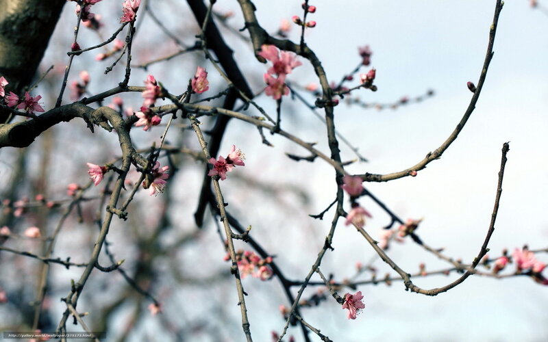 Pink Blossoms on Tree Branches — Serene