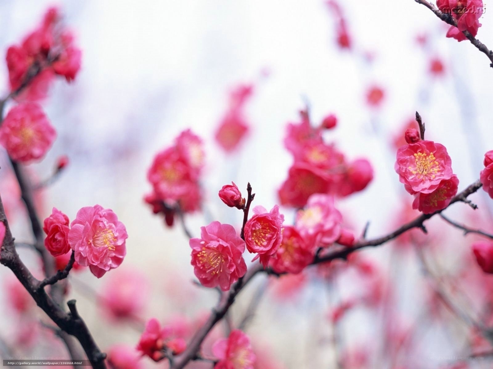Pink blossoms on tree branches