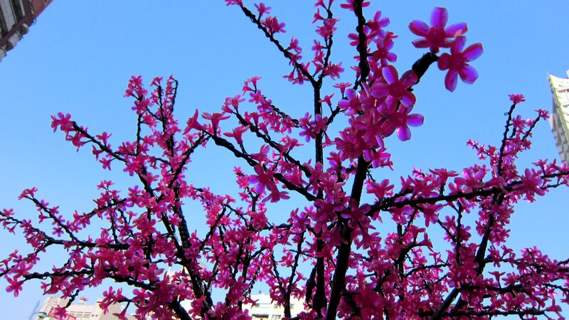 Pink Blossoms on Tree — Bright