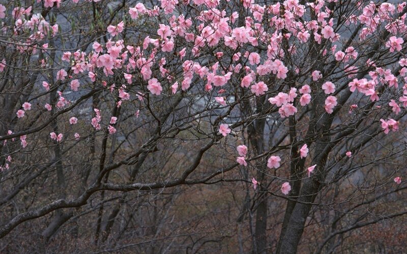 Pink Blossoms on Tree — Calm, Spring, Photograph, Branches