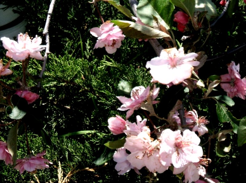 Pink Blossoms on Tree — Calm, Spring