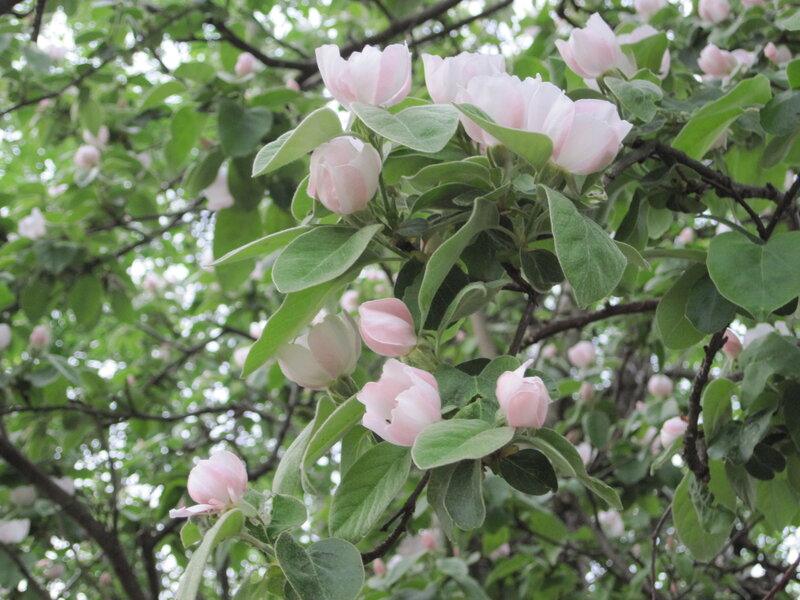 Pink Blossoms on Tree — Calm