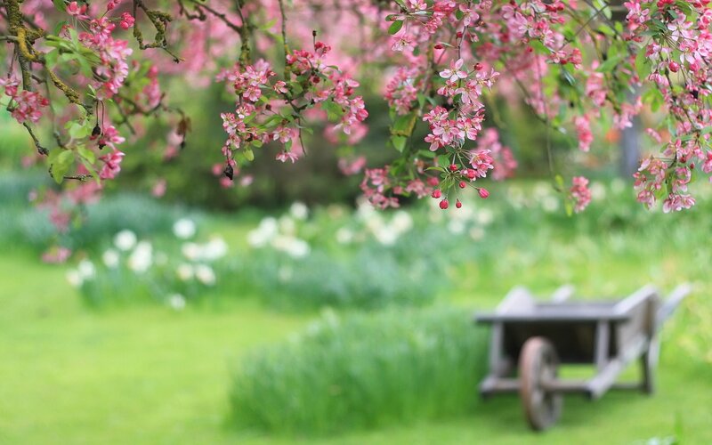 Pink Blossoms on Tree — Green, Serene, Spring, Photograph