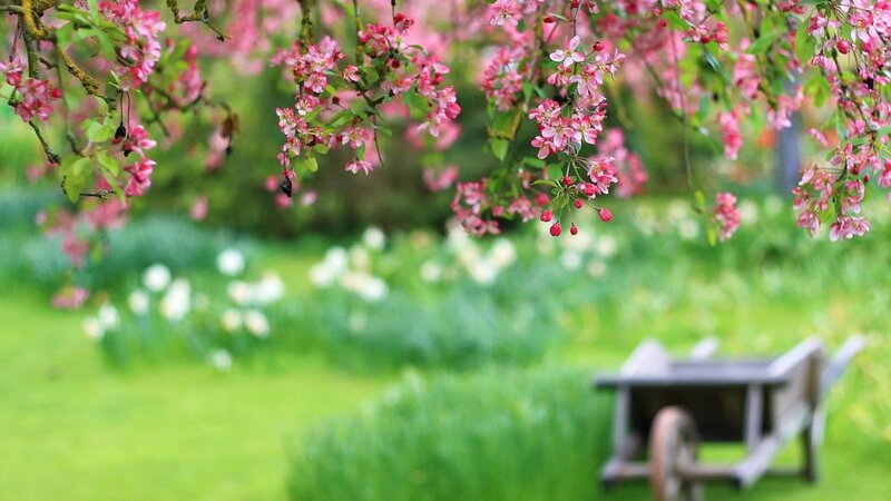 Pink Blossoms on Tree — Green, Serene, Spring