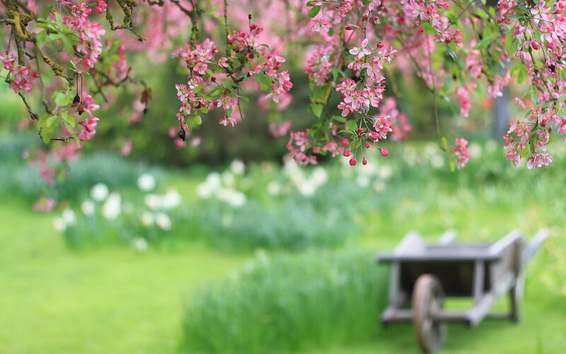 Pink Blossoms on Tree — Green, Serene