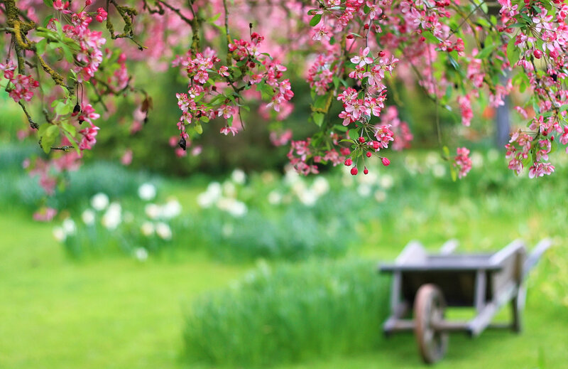 Pink Blossoms on Tree — Green