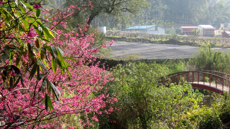 Pink Blossoms on Tree — Serene, Morning