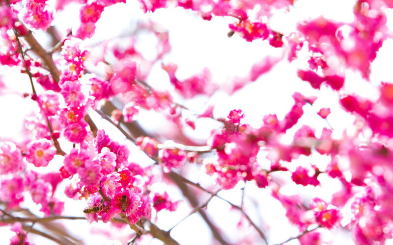 Pink Blossoms on Tree — Serene, Spring, Photograph, Bee