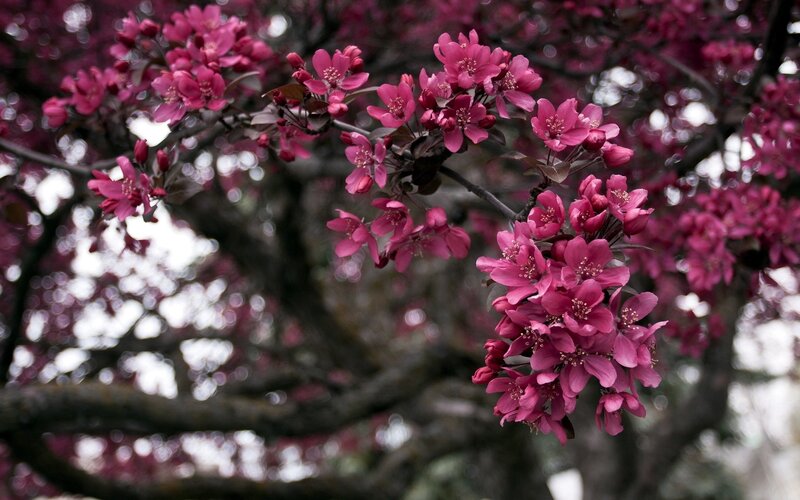 Pink Blossoms on Tree — Serene, Spring, Photograph, Branches, Flowers