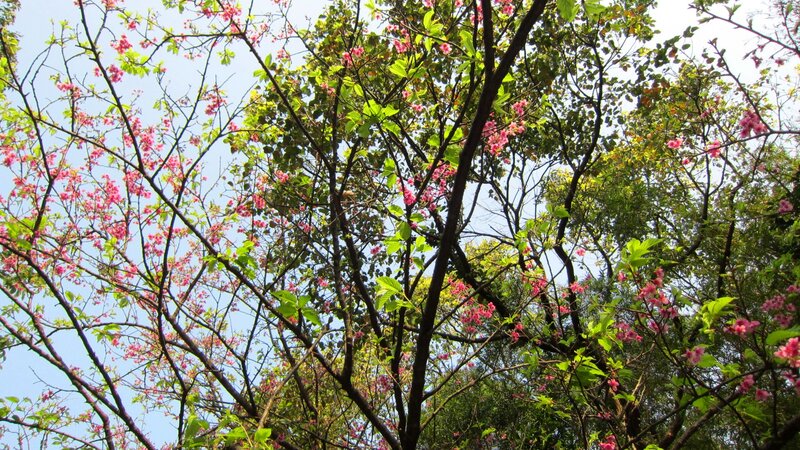 Pink Blossoms on Tree — Serene, Spring, Photograph, Branches, Leaves
