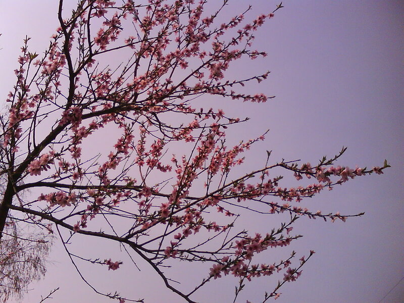 Pink Blossoms on Tree — Serene, Spring, Photograph, Branches, Sky