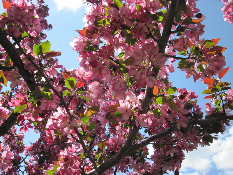 Pink Blossoms on Tree — Serene, Spring, Photograph, Branches