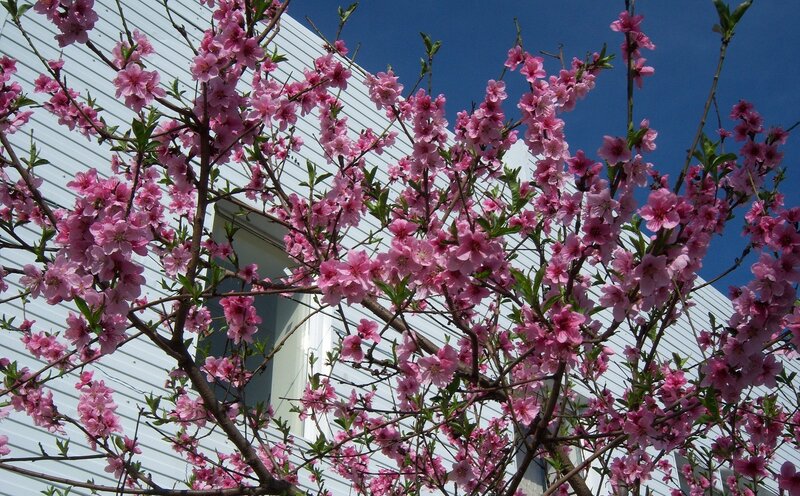 Pink Blossoms on Tree — Serene, Spring, Photograph, Building, Sky