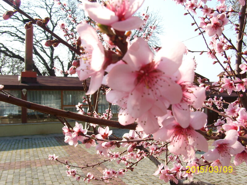 Pink Blossoms on Tree — Serene, Spring, Photograph, Building