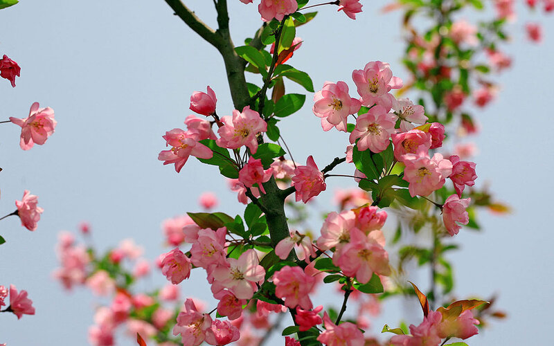 Pink Blossoms on Tree — Serene, Spring, Photograph, Flowers, Branches, Sky