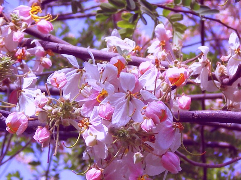 Pink Blossoms on Tree — Serene, Spring, Photograph, Flowers, Branches