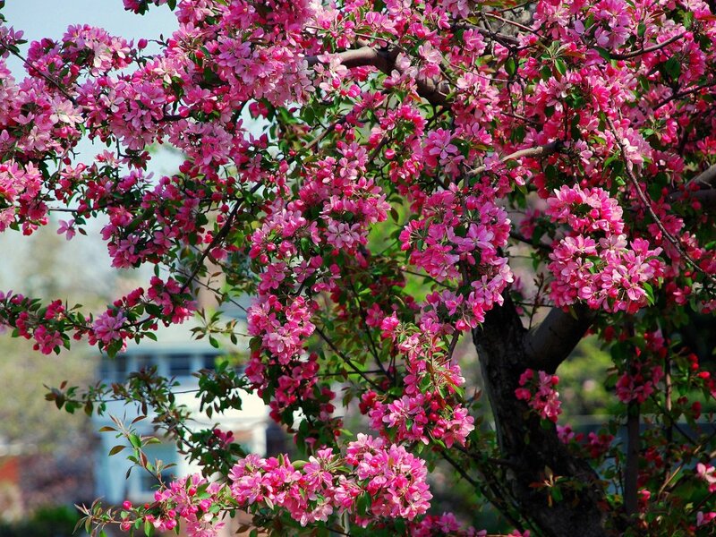 Pink Blossoms on Tree — Serene, Spring, Photograph, Flowers, Building