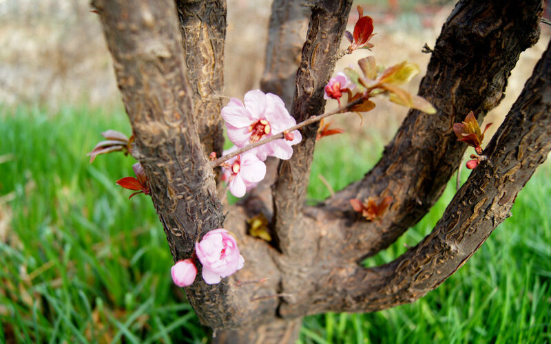 Pink Blossoms on Tree — Serene, Spring, Photograph, Flowers, Grass