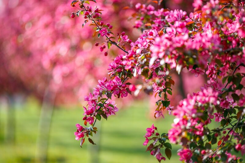 Pink Blossoms on Tree — Serene, Spring, Photograph, Flowers, Leaves, Branch