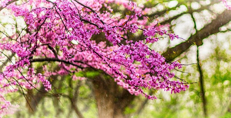 Pink Blossoms on Tree — Serene, Spring, Photograph, Flowers, Rain