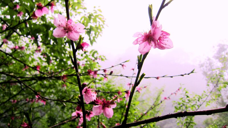 Pink Blossoms on Tree — Serene, Spring, Photograph, Flowers
