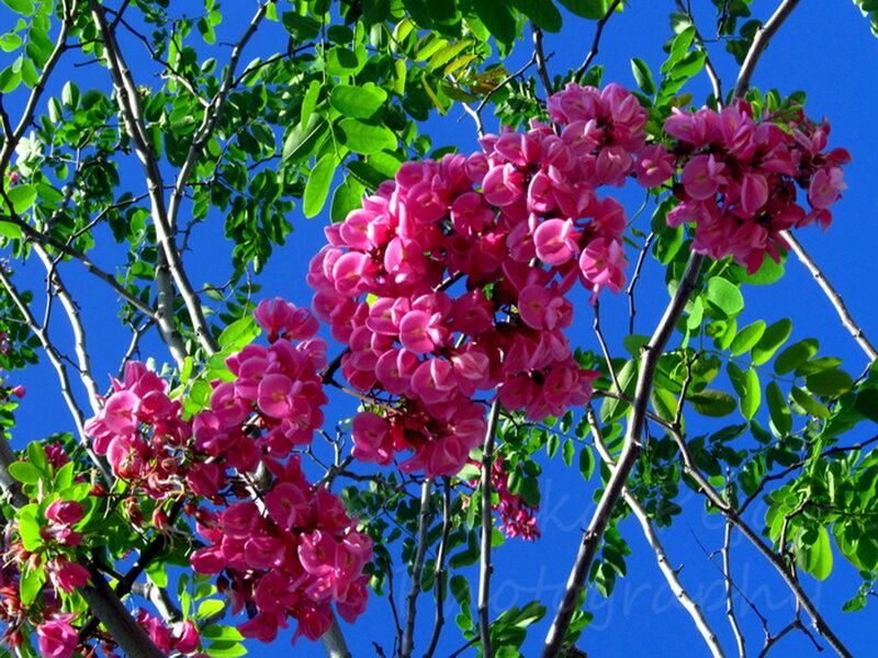 Pink Blossoms on Tree — Serene, Spring, Photograph, Green Leaves