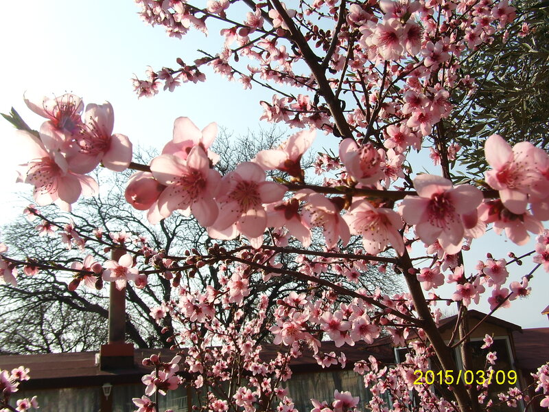 Pink Blossoms on Tree — Serene, Spring, Photograph, House