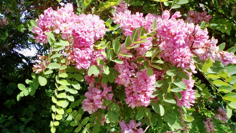 Pink Blossoms on Tree — Serene, Spring, Photograph, Leaves
