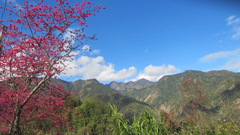 Pink Blossoms on Tree — Serene, Spring, Photograph, Mountains