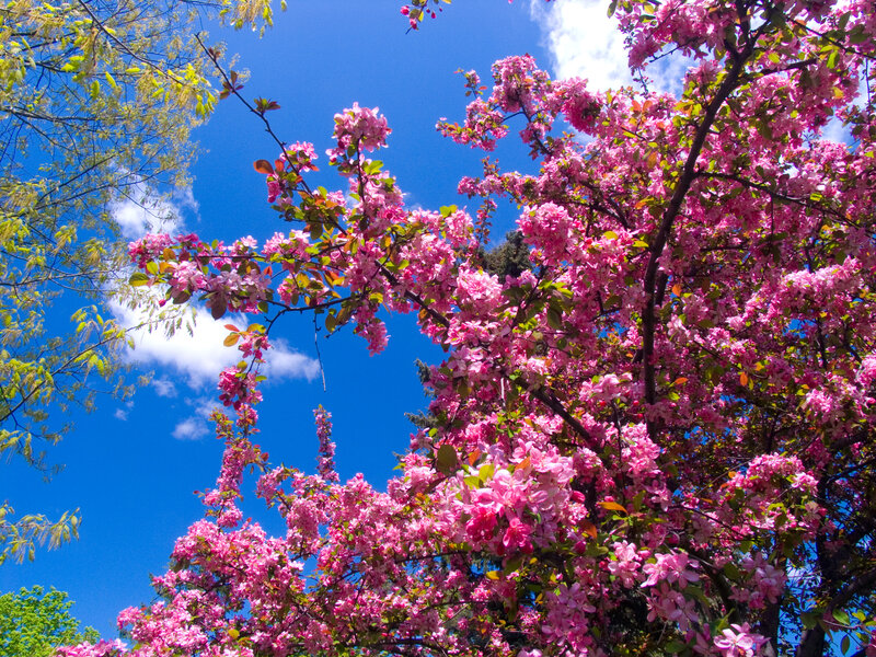 Pink Blossoms on Tree — Serene, Spring, Photograph, Sky