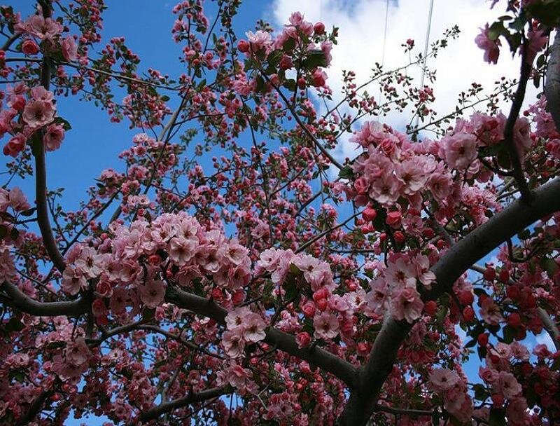 Pink Blossoms on Tree — Serene, Spring, Photograph