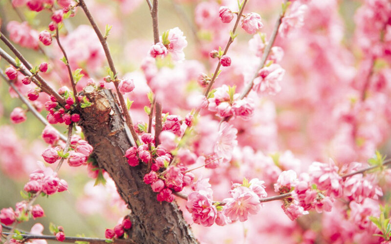 Pink Blossoms on Tree — Serene, Spring, Photograph, Tree Branches, Buds