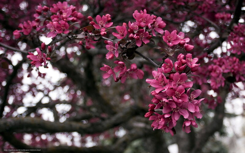 Pink Blossoms on Tree — Serene, Spring, Photograph, Tree Branches, Flowers