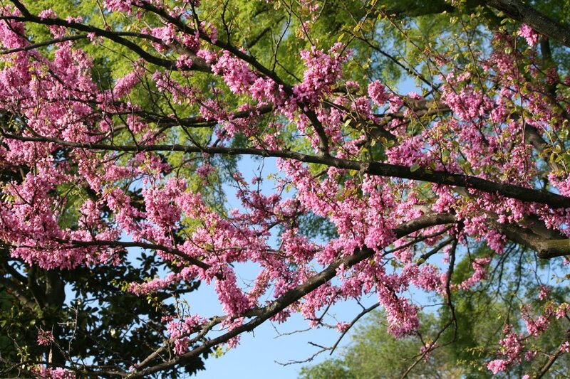 Pink Blossoms on Tree — Serene, Spring, Photograph, Tree Branches