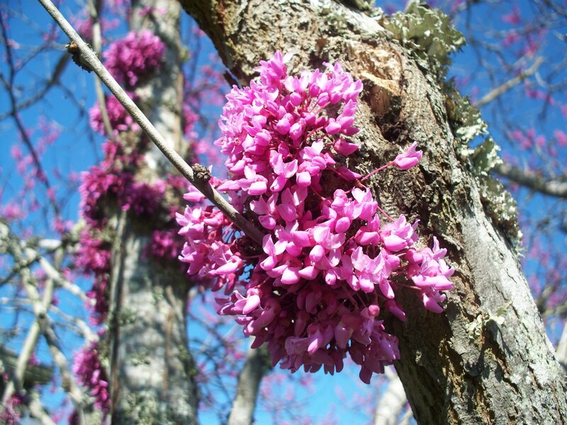 Pink Blossoms on Tree — Serene, Spring, Photograph, Tree Trunk