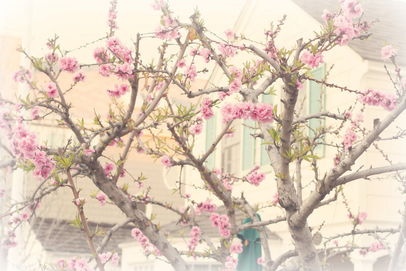 Pink Blossoms on Tree — Serene, Spring