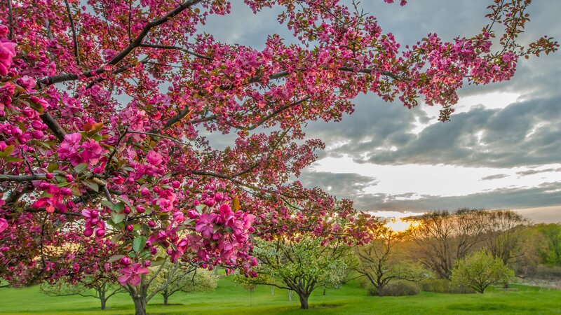 Pink Blossoms on Tree — Serene, Sunset