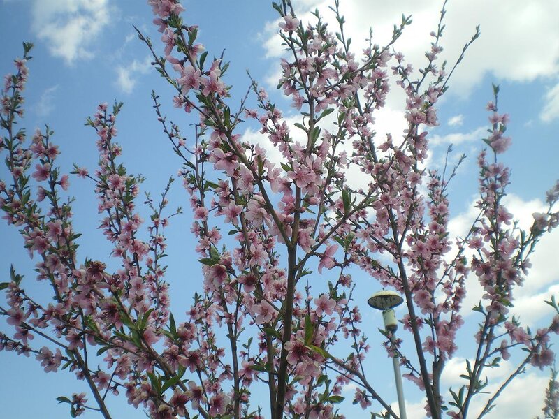 Pink Blossoms on Tree — Serene