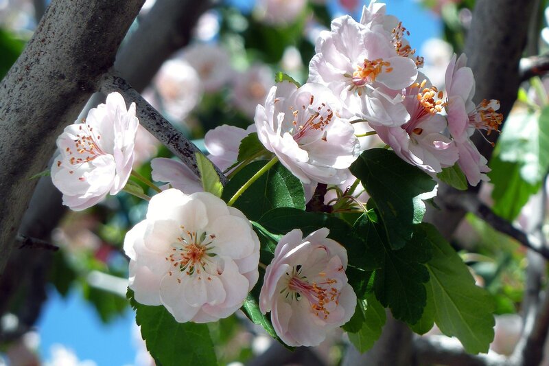 Pink Blossoms on Tree — White