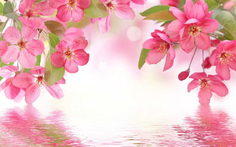 Pink Blossoms over Water