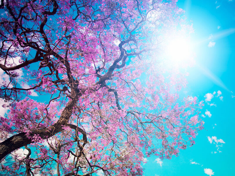 Pink blossoms under blue sky