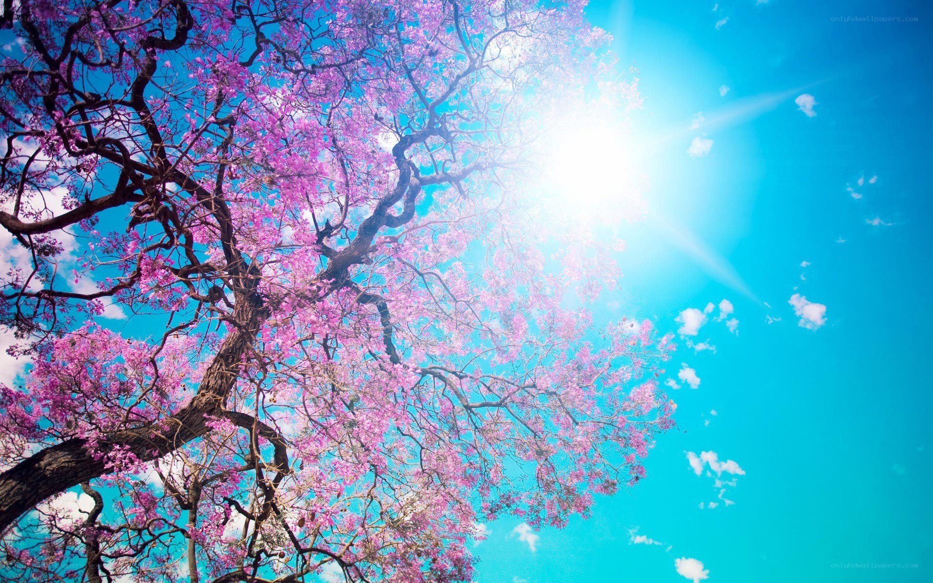 Pink blossoms under blue sky