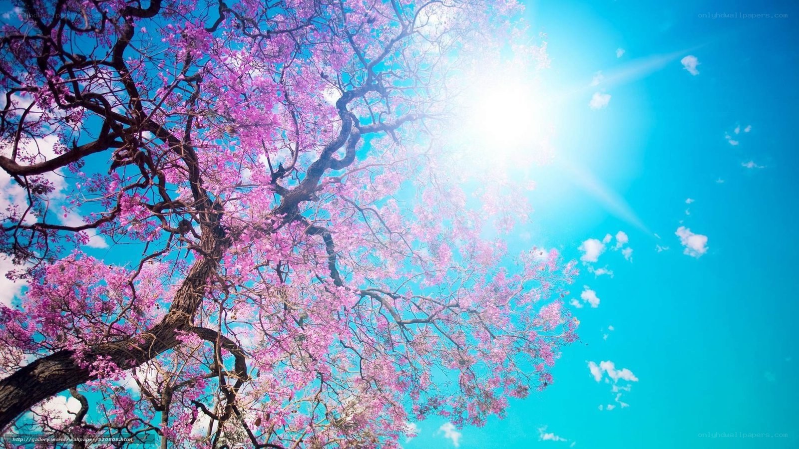 Pink blossoms under sunny sky