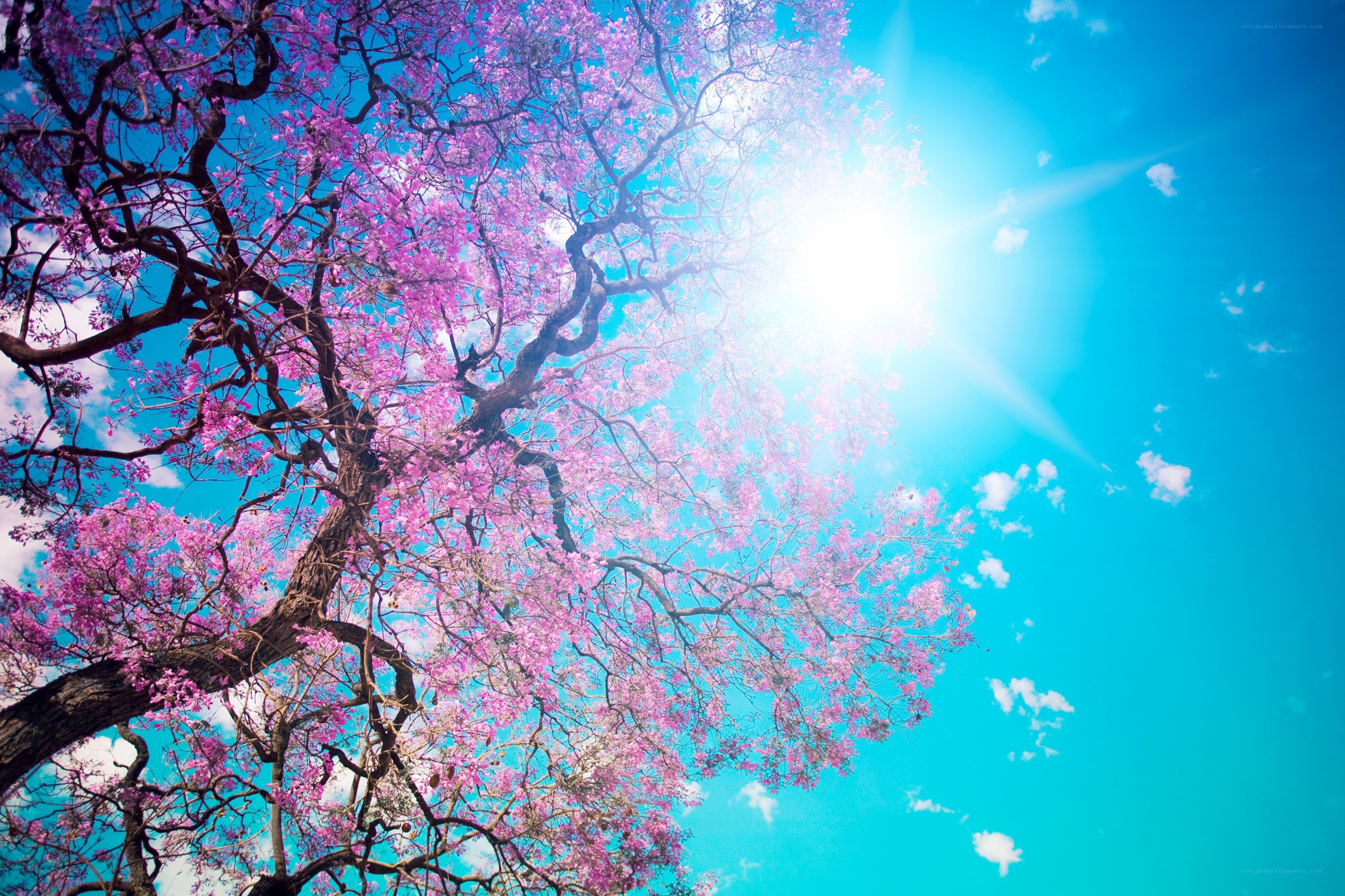Pink blossoms under sunny sky