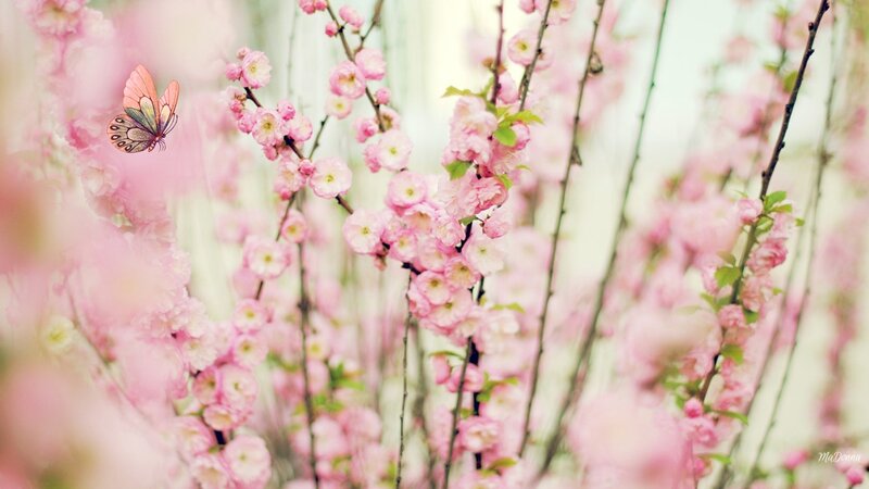 Pink Blossoms with Butterfly