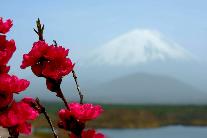 Pink Blossoms with Mountain