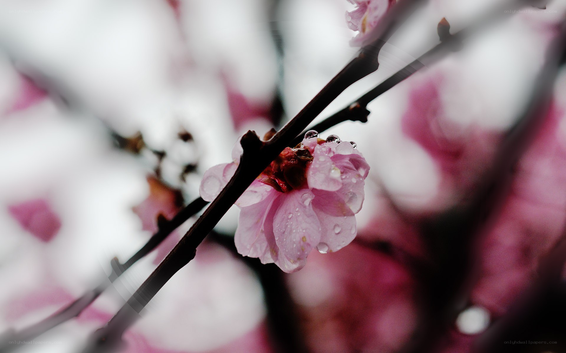 Pink blossoms with water droplets