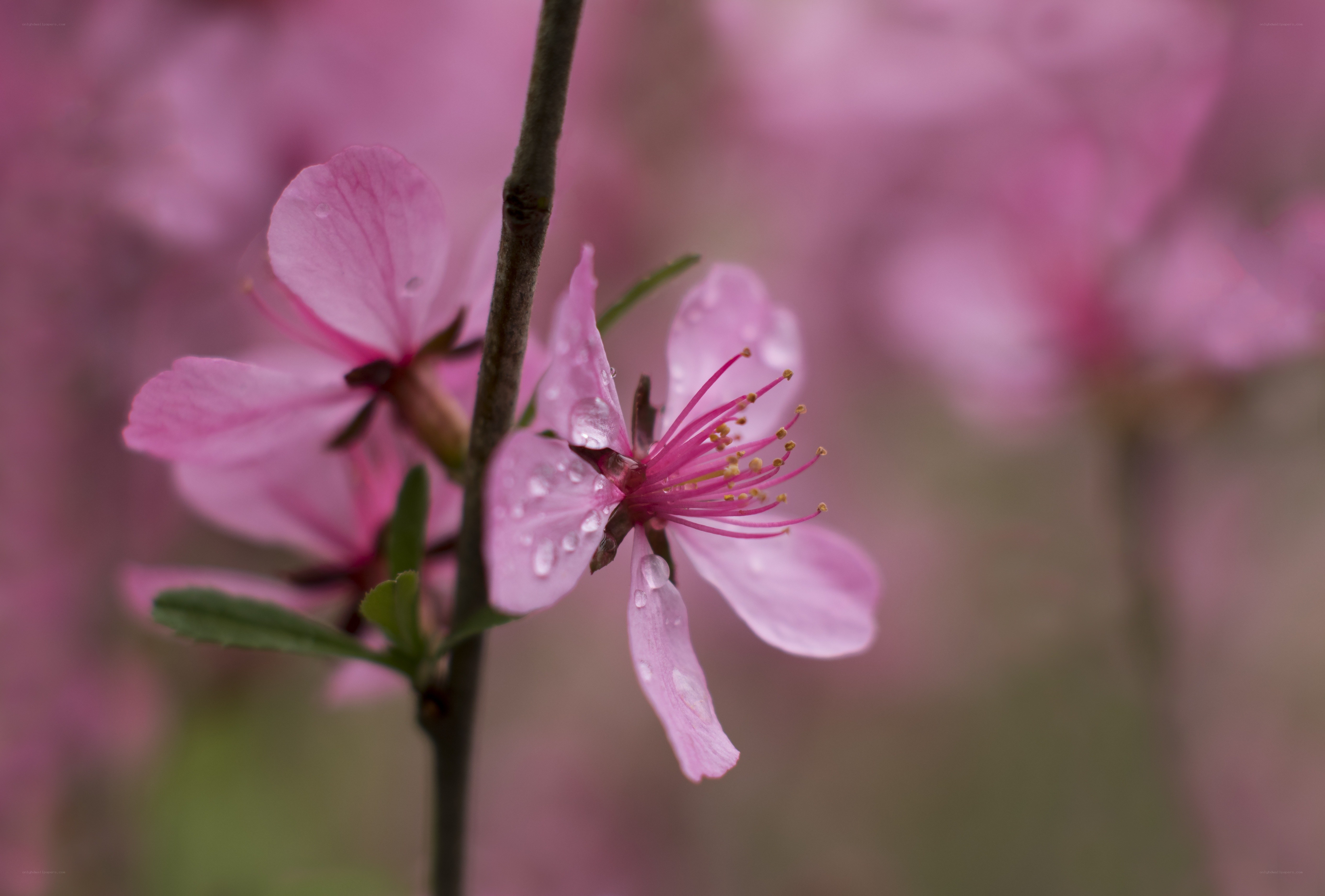 Pink blossoms with water droplets