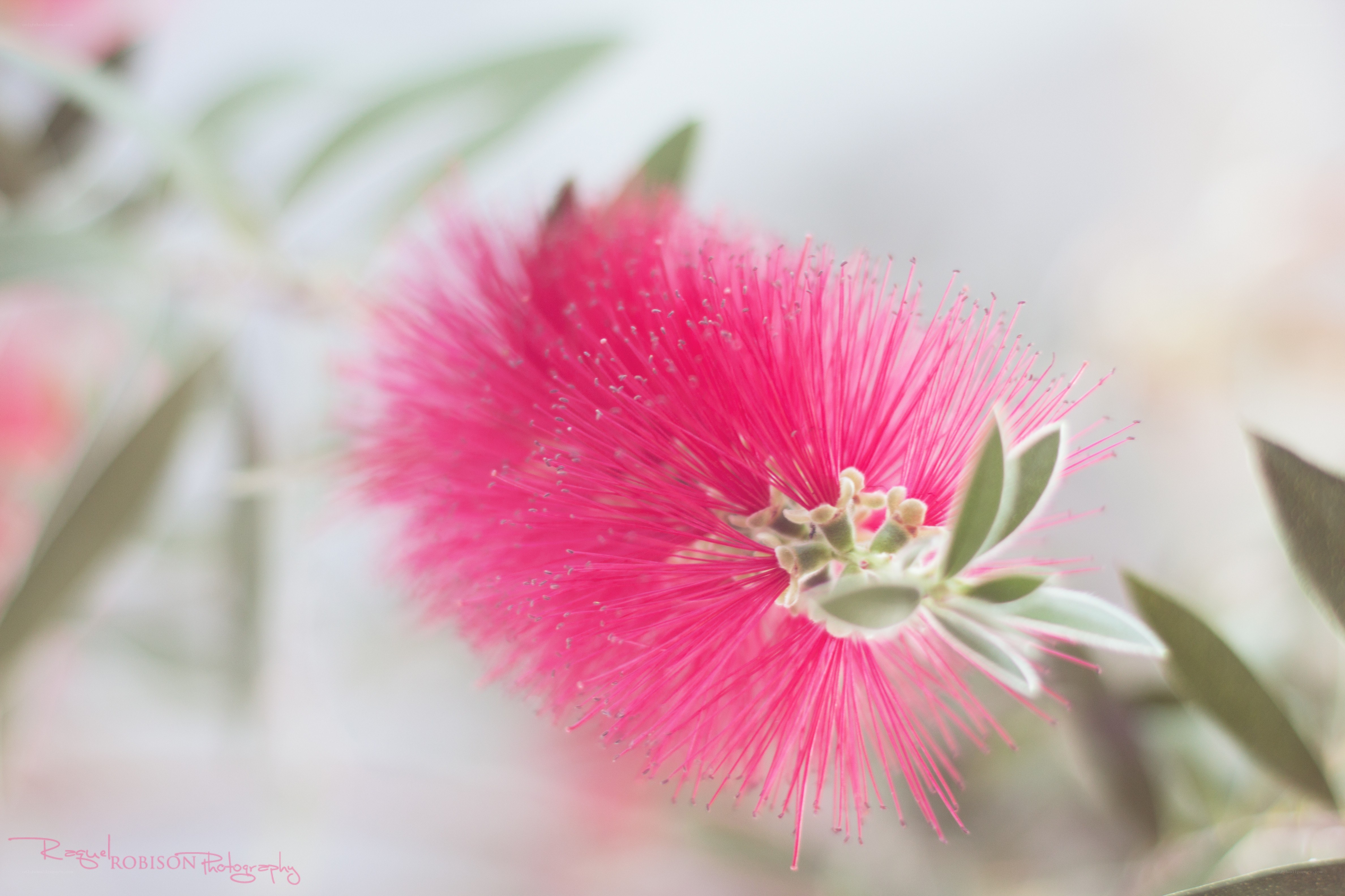Pink bottlebrush flower close-up